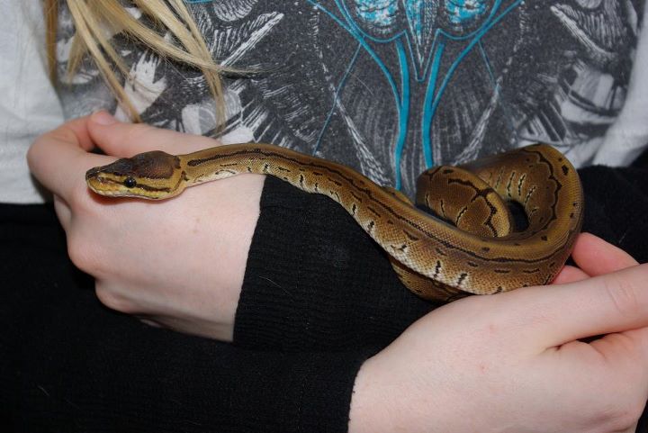 Yuki