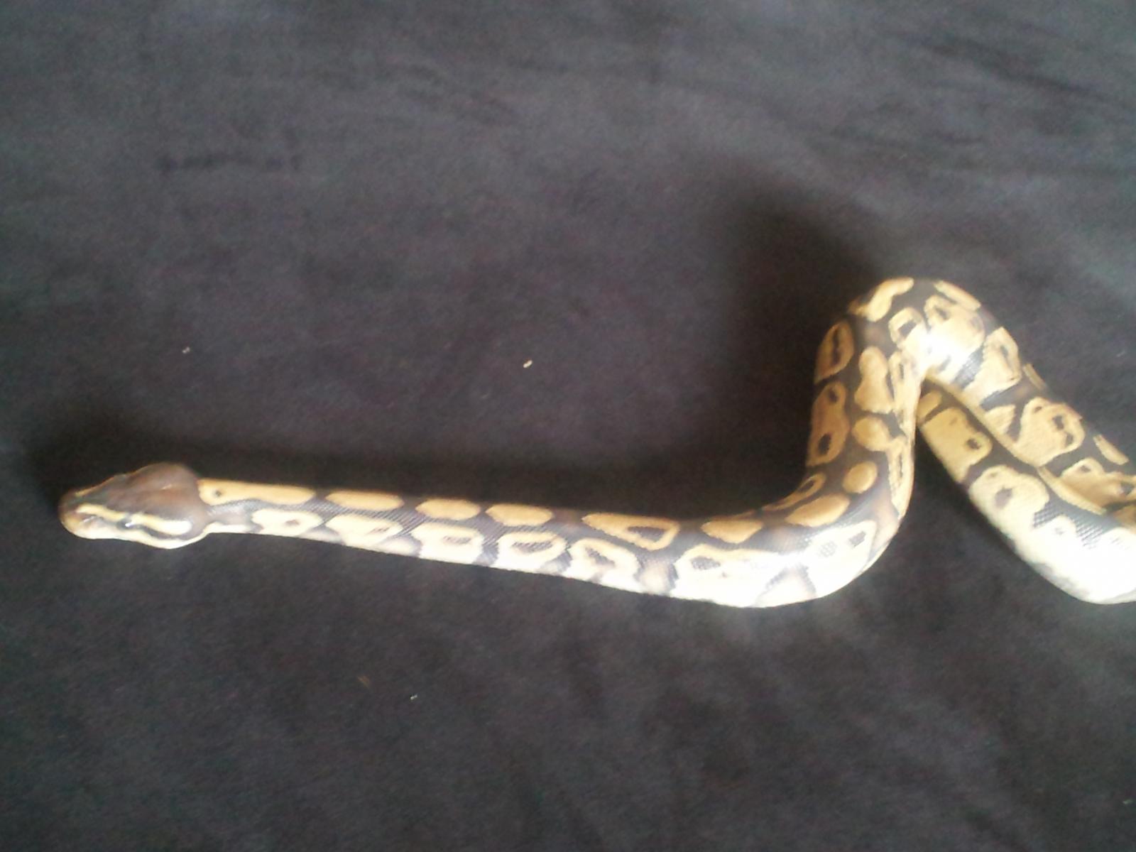 Fireball Python