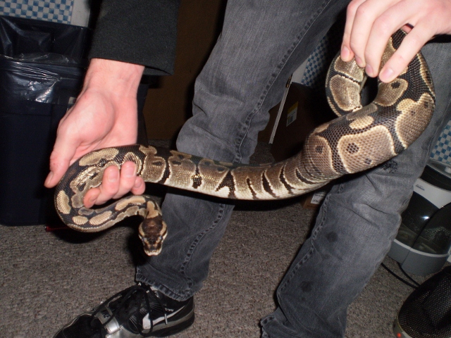 Female Normal
