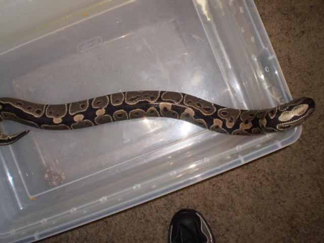 Female Normal