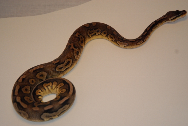 Pewter Male
