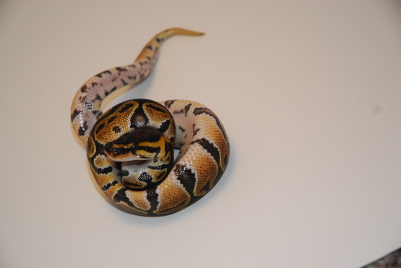 Vanill Female