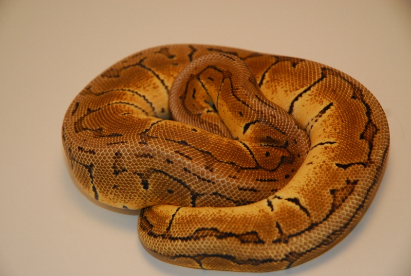 Lemonblast Female