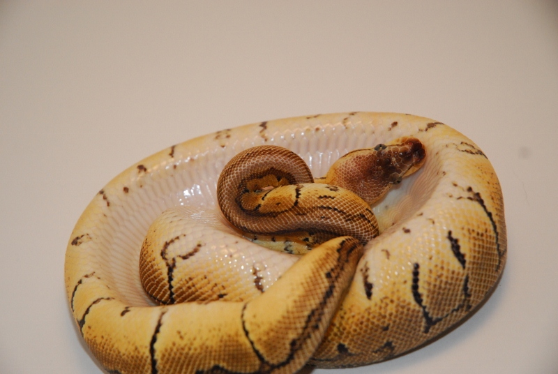 Lemonblast Female
