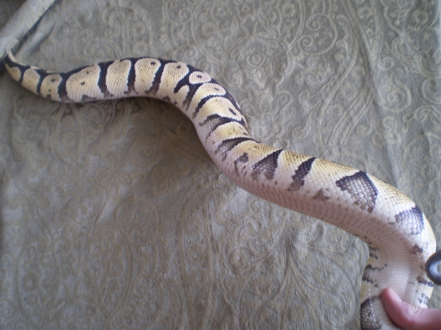 Leonard the Pastel Ball Python