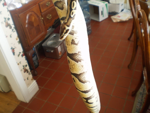 Leonard the Pastel Ball Python