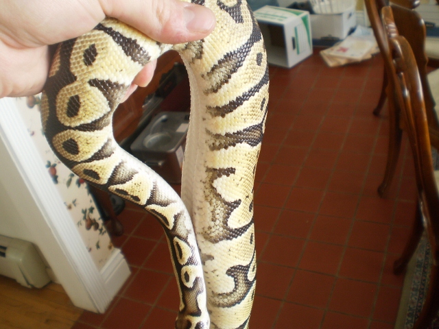 Leonard the Pastel Ball Python