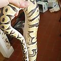 Leonard the Pastel Ball Python