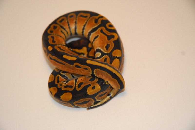 Vanilla Female