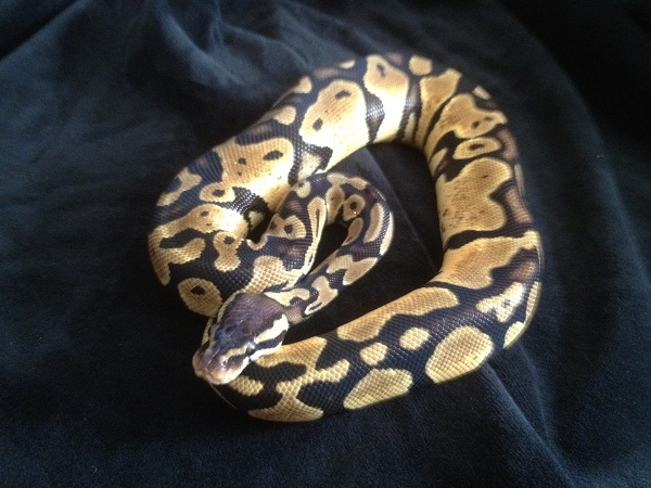 Patsy