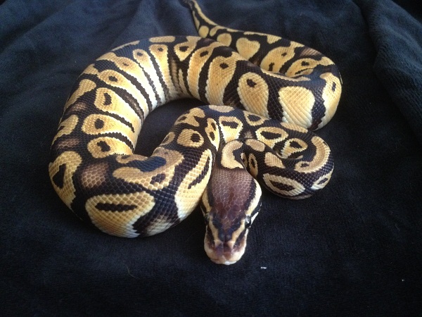 Pete-I-The-Pless-I (Petey)
