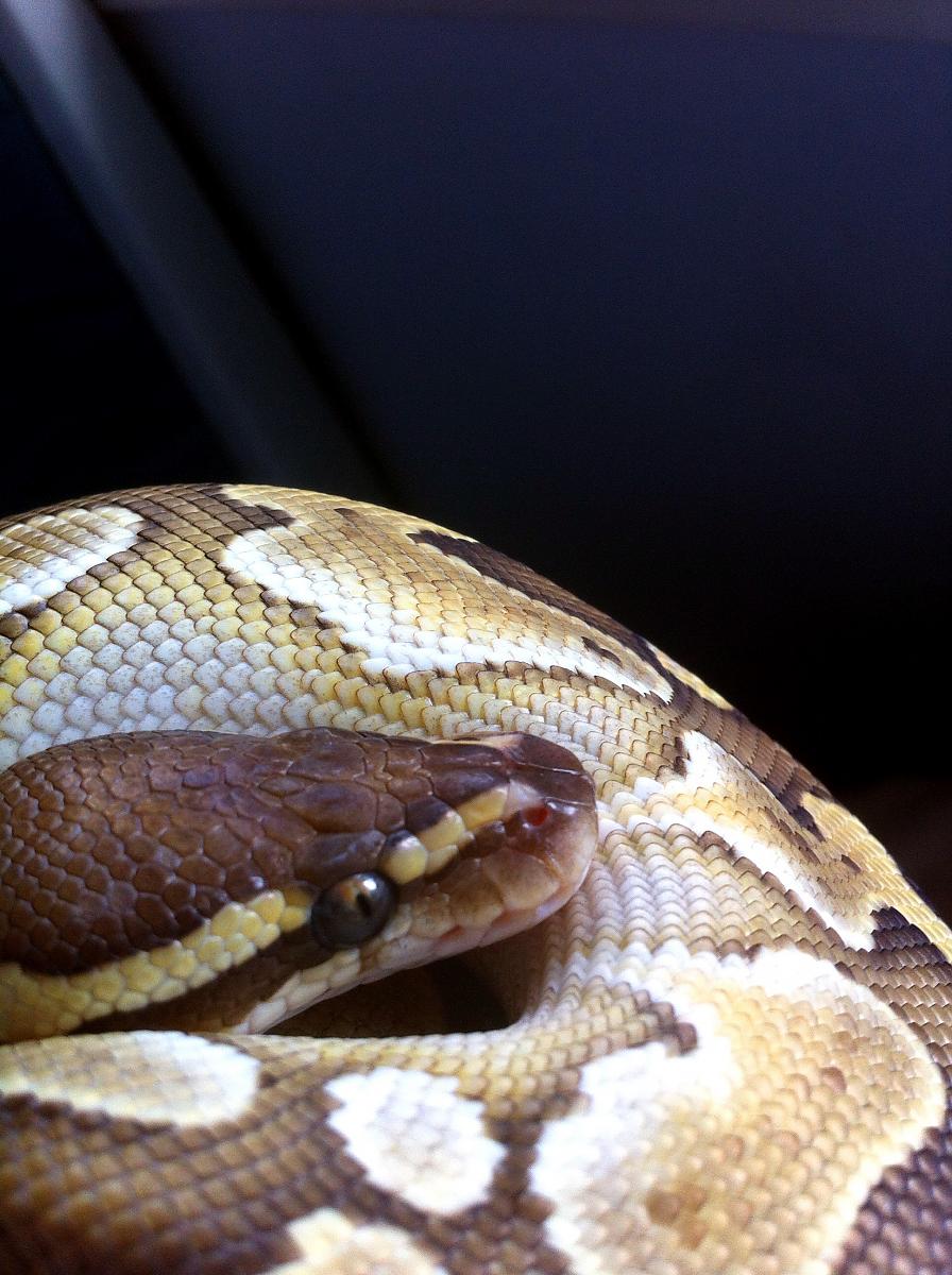 lesser bp