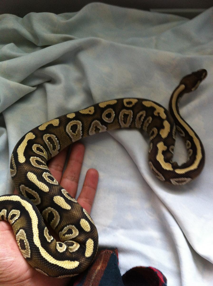 mojave ball python