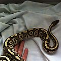 mojave ball python