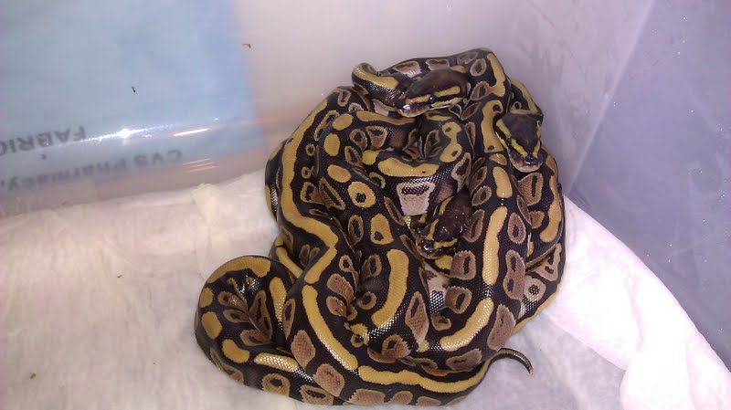 all hatched out