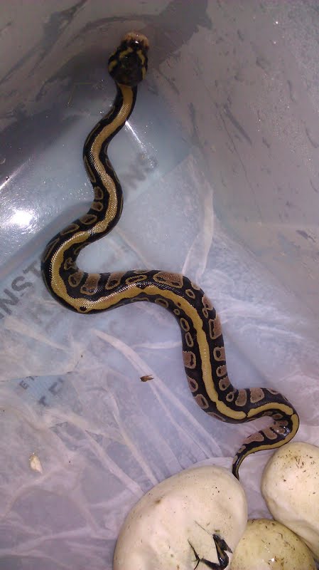 First baby from first clutch ever!