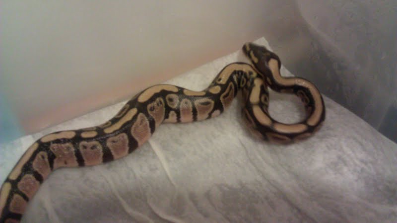 2nd baby from first clutch.