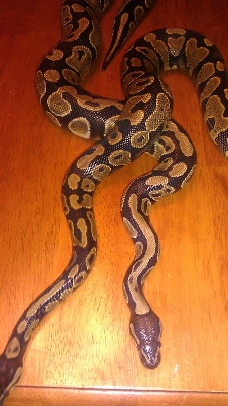 my yellowbelly male and normal female