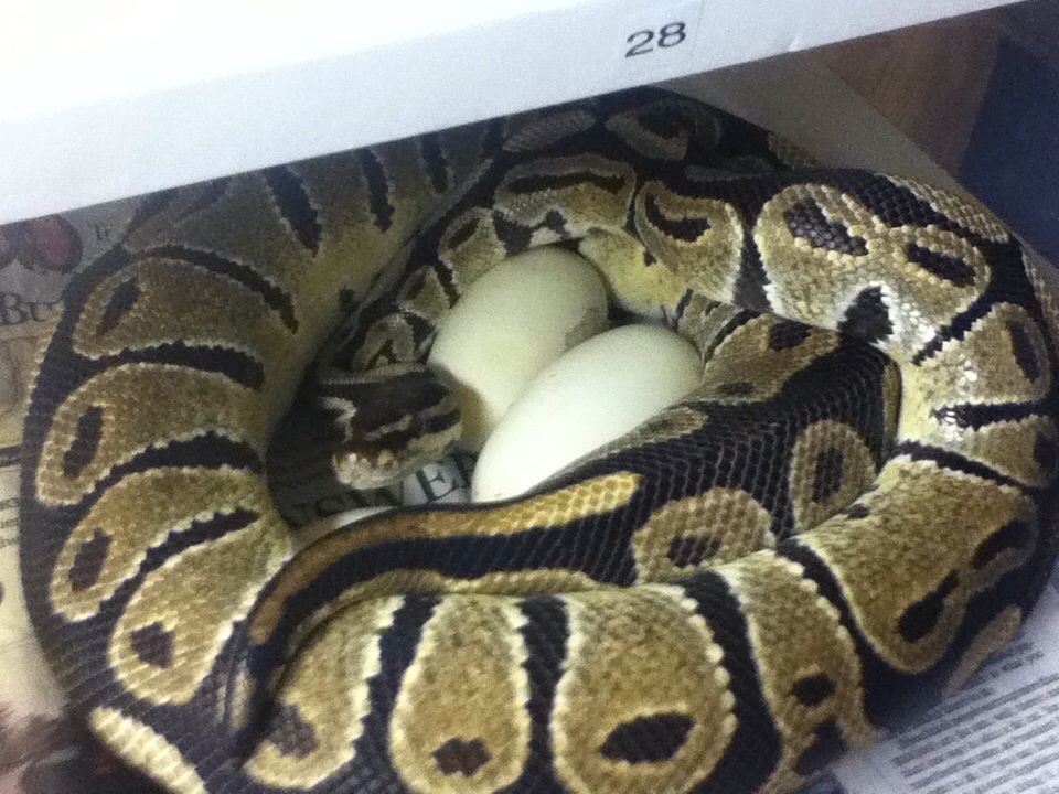 het axanthic x spider het axanthic