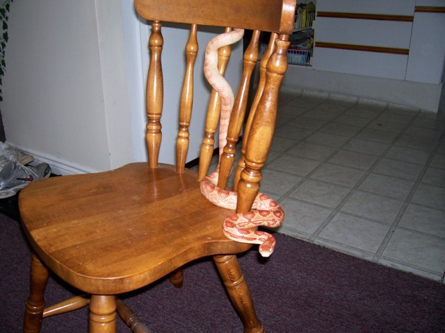 Mitch the corn snake. 