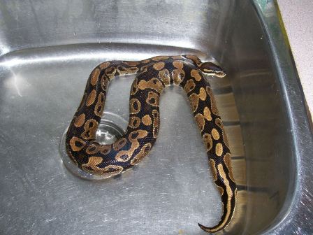 Shiri taking a bath