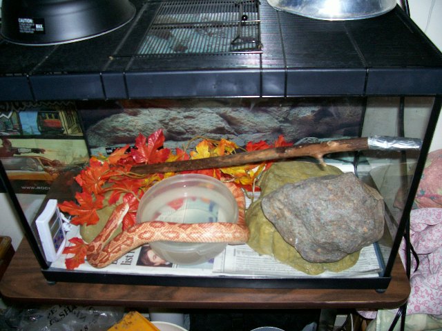Mitch's tank 