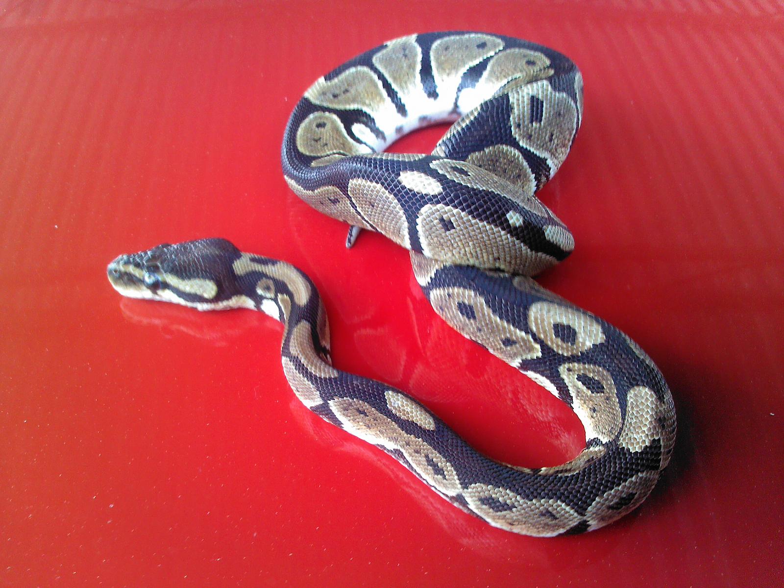 My Ball Python Zeus and Hera