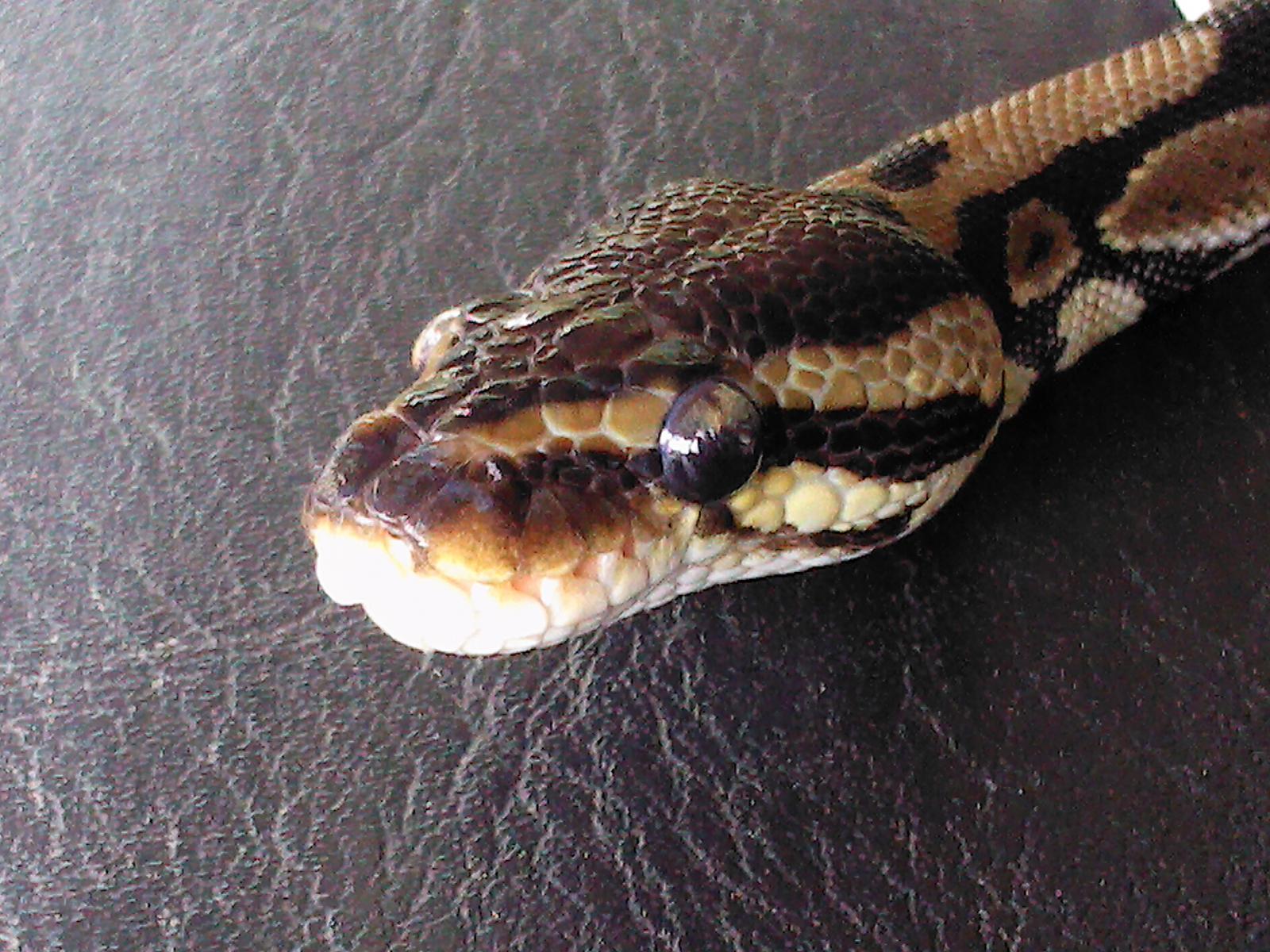 My Ball Python Zeus and Hera