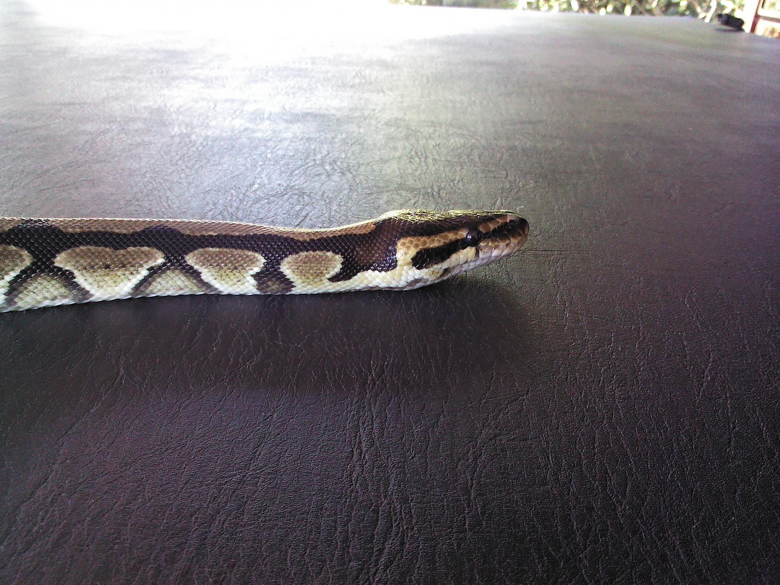 My Ball Python Zeus and Hera