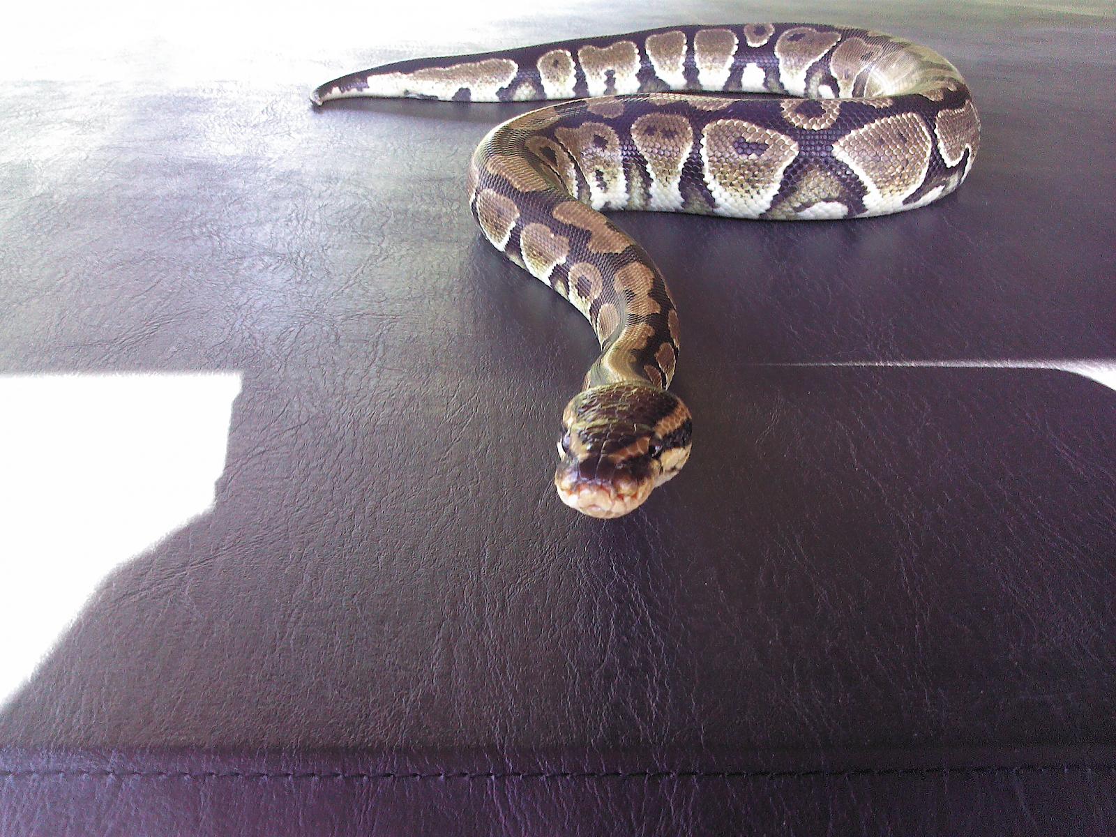 My Ball Python Zeus and Hera