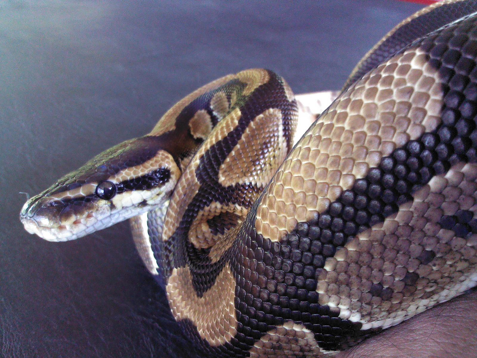 My Ball Python Zeus and Hera