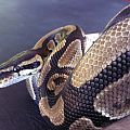 My Ball Python Zeus and Hera