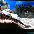 My Ball Python Zeus and Hera