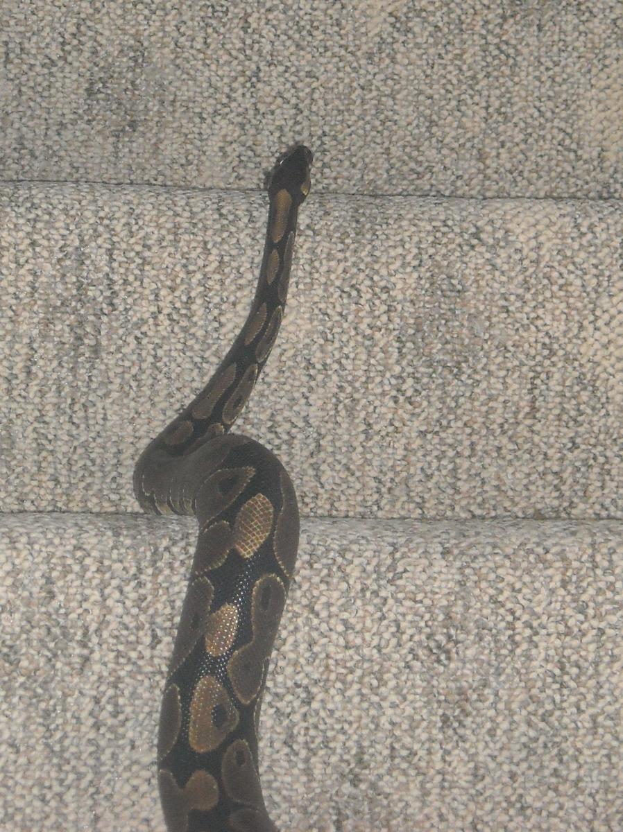 Climbing Stairs