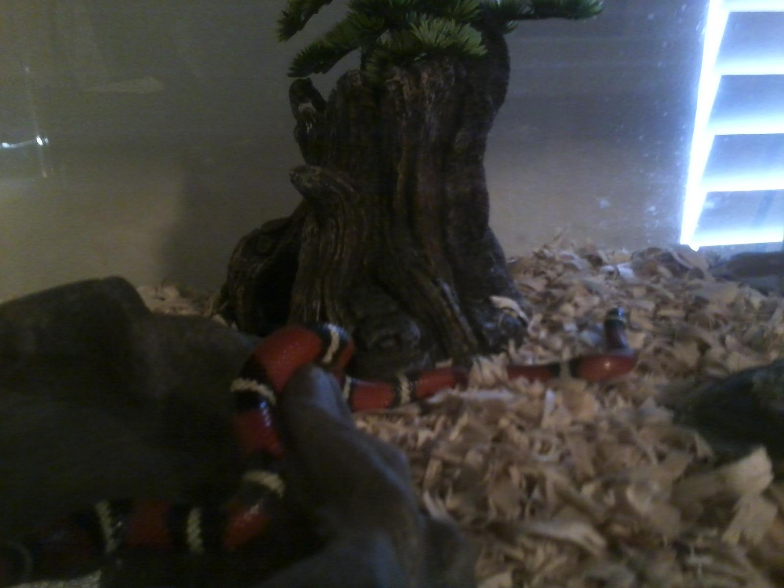 Lactose the Milk Snake