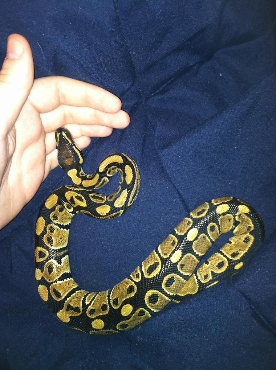 snake 013