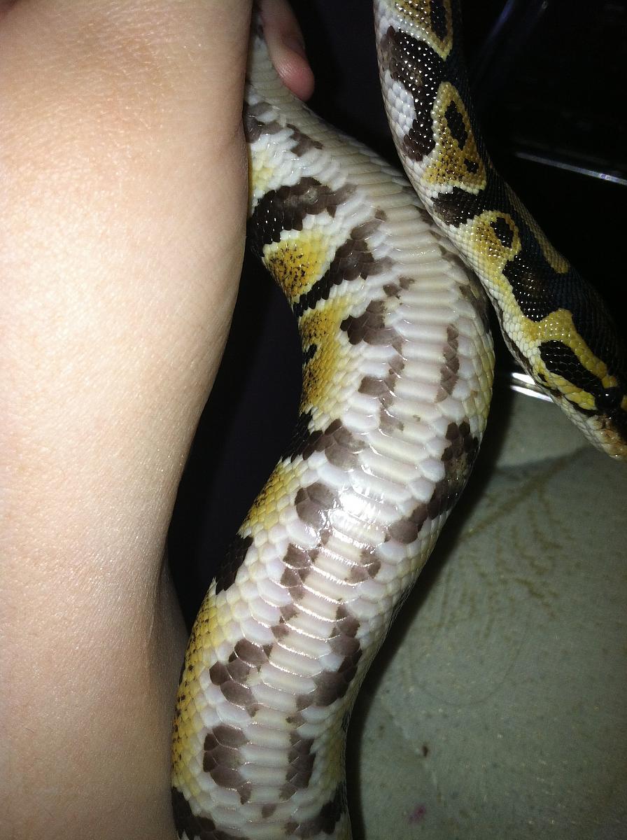 snake 018