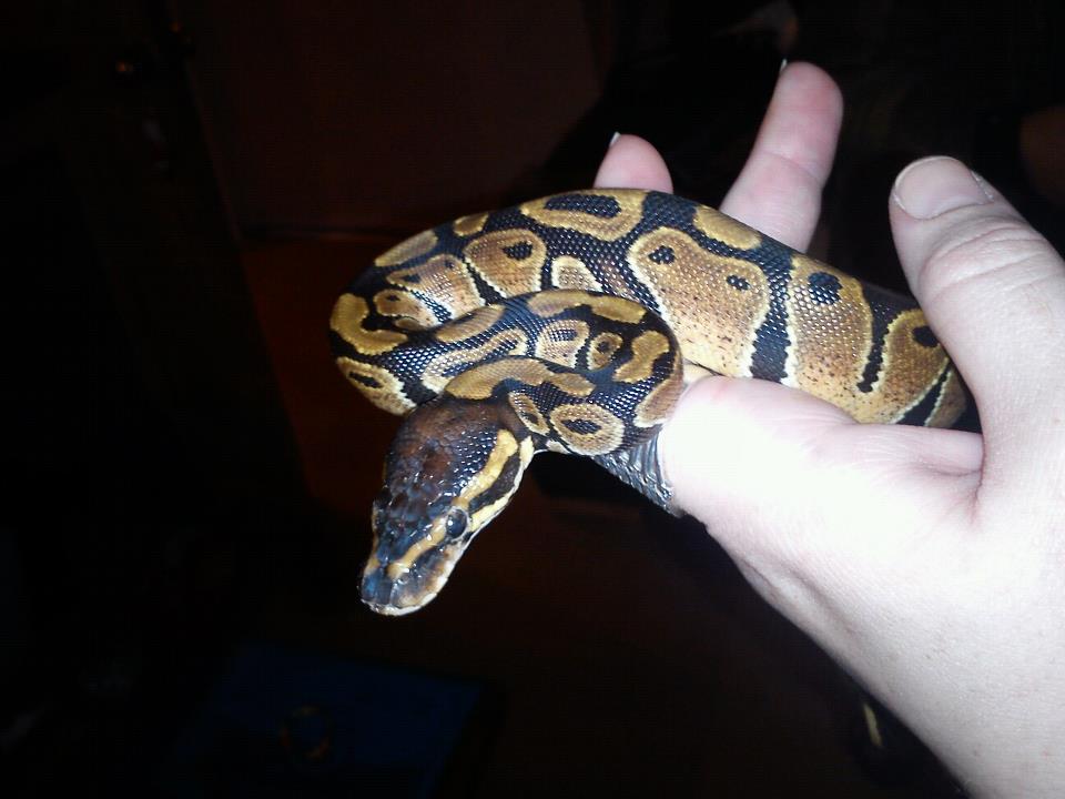 Loki