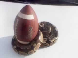 Willie plays football too!