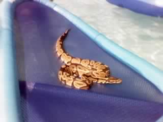 Willie catching a tan