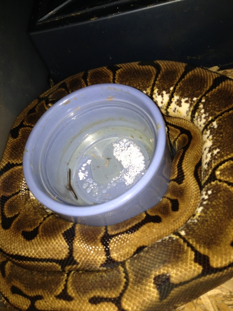 1600g Spider Female