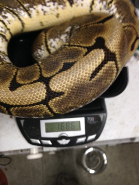 2nd pic of 1600g Spider female