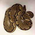1200g Spider Female