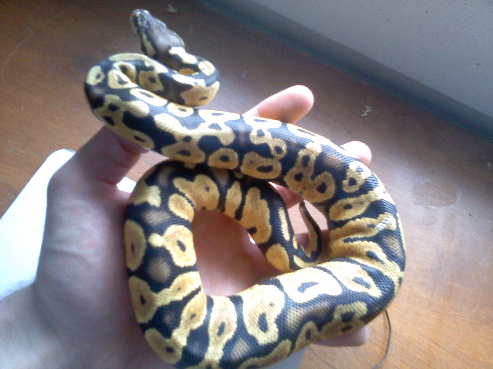 Pastel female