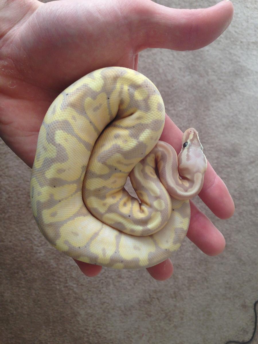 pastel banana ghost?