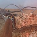my ball python