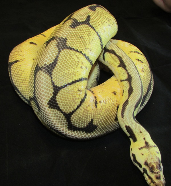 beezus new small