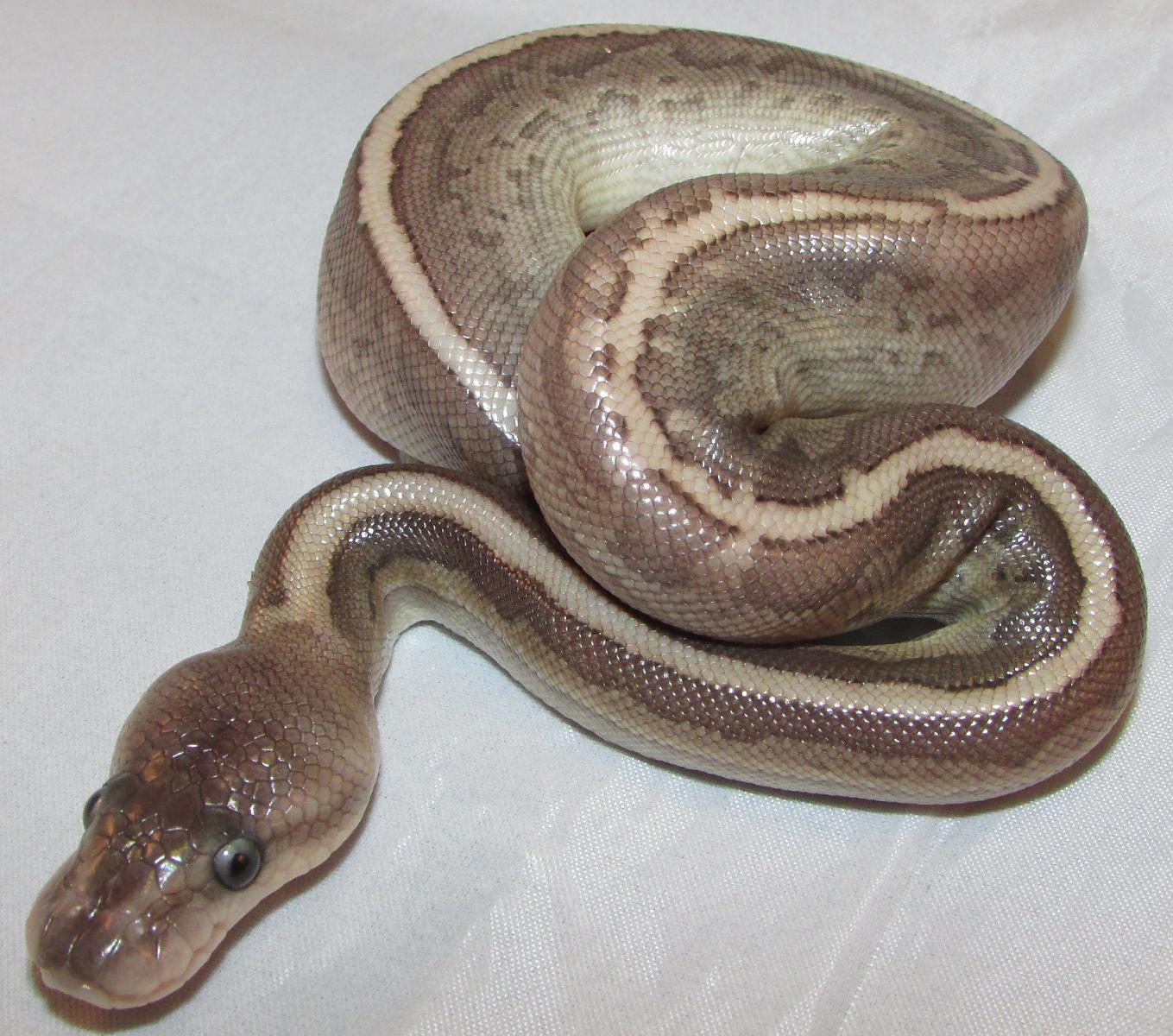 cinnamon kingpin 1