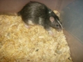 female_rat