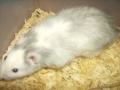 male_rat